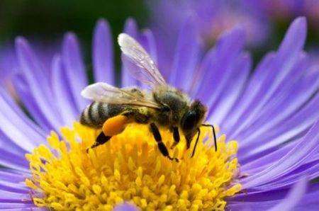 Ξανά στο εδώλιο φυτοφάρμακα για τον αφανισμό των μελισσών