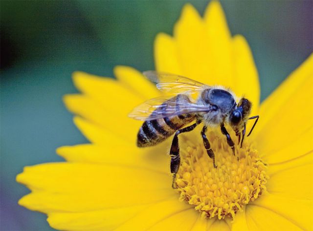 «Δηλητηριώδες» φυτοφάρμακο προστατεύει τις μέλισσες