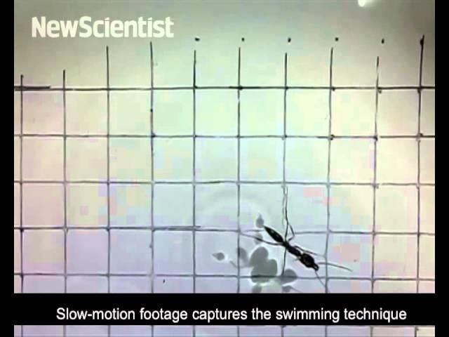 Δείτε τον Μάικλ Φέλπς των μυρμηγκιών