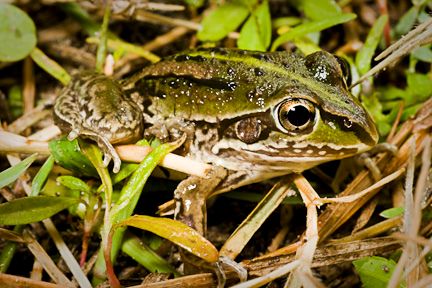 Το (διαστημικό) μυστικό ενός μικρού βατράχου
