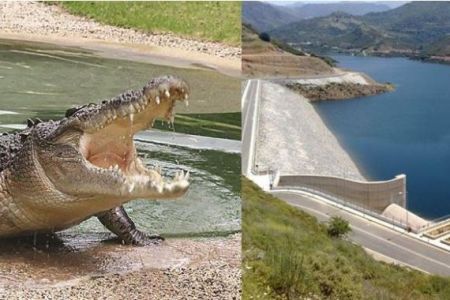 Κροκόδειλος περίπου 2 μέτρων σε φράγμα στην Κρήτη