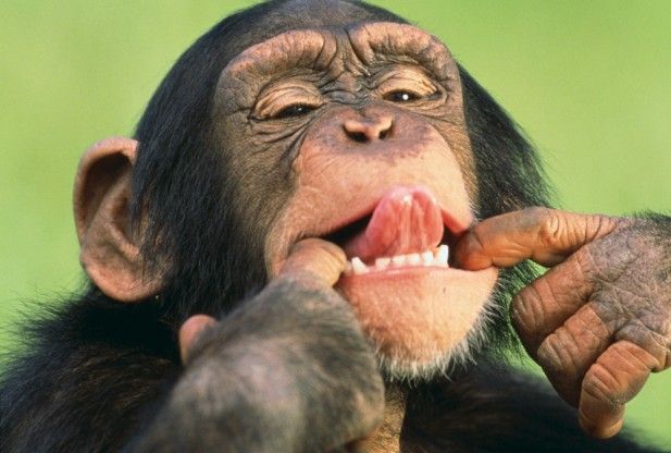 Η γλώσσα των χιμπαντζήδων