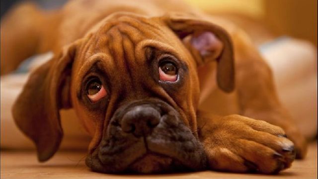 Οι σκύλοι ζηλεύουν όπως οι άνθρωποι