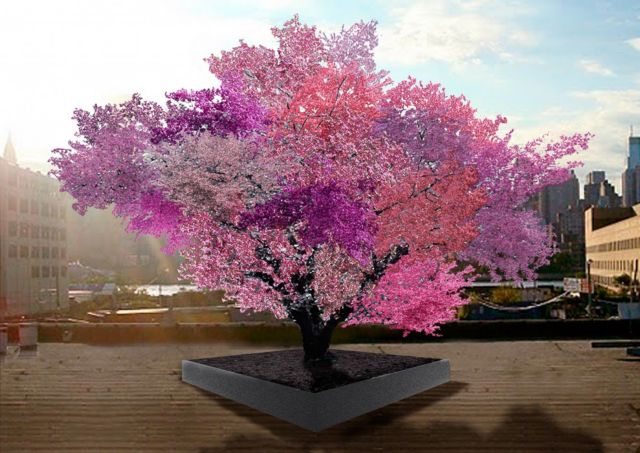 «Μαγικό» δέντρο παράγει 40 διαφορετικά φρούτα