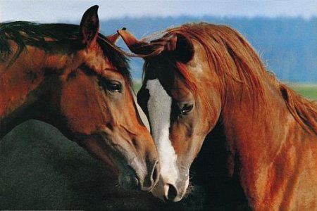 Τα άλογα «μιλάνε» με τα… αφτιά τους