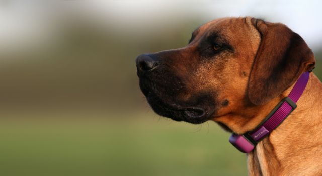 «Αφεντικό, δεν αισθάνομαι καλά»