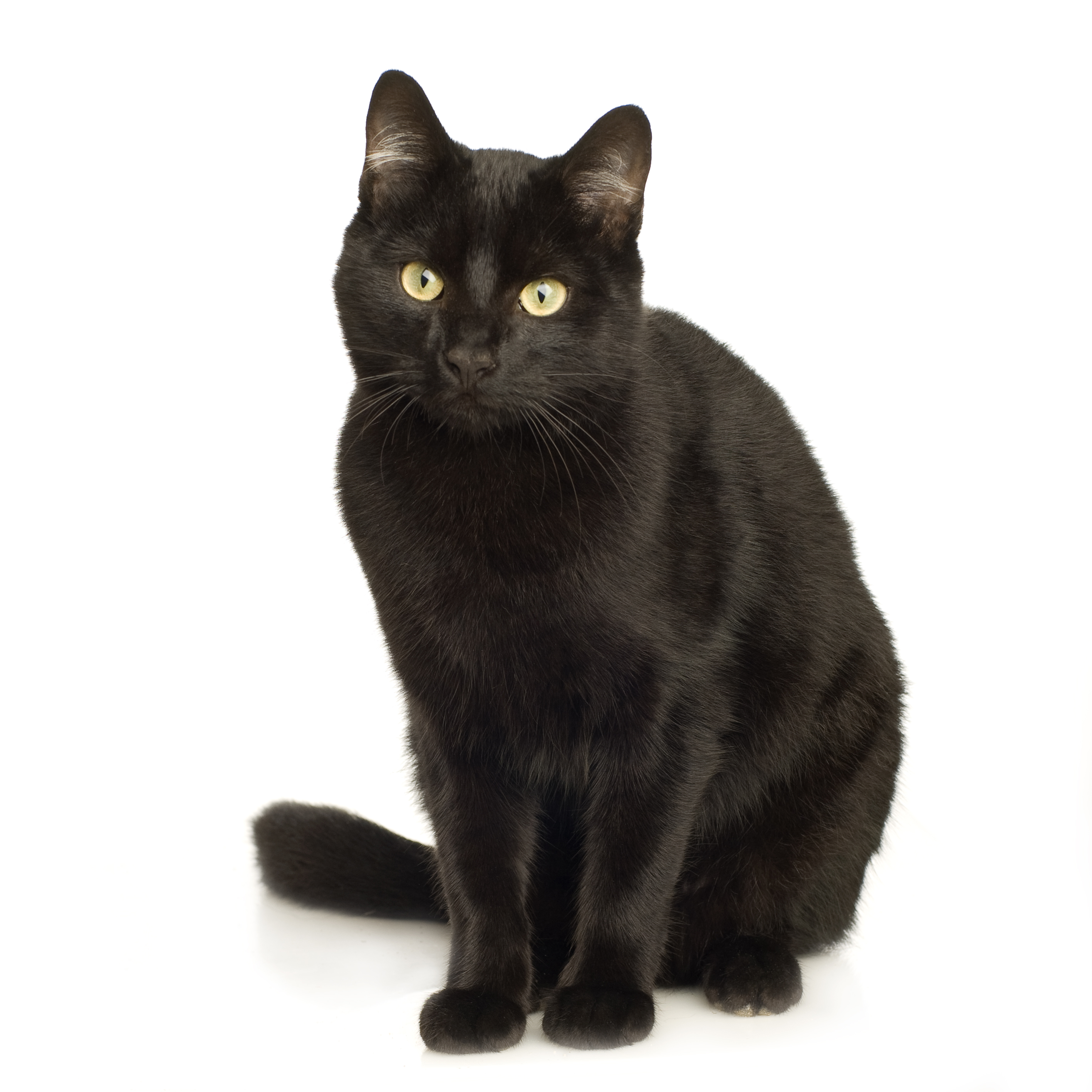 Μαύρη γάτα - ΤΟ ΒΗΜΑ
