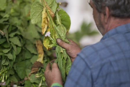 Εταιρείες Καπνού:Με αύξηση του φόρου δεν θα προστατευθούν τα δημόσιο έσοδα