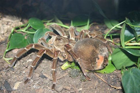 Η μεγαλύτερη αράχνη του κόσμου τρομάζει και εντομολόγους | tovima.gr