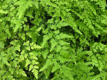 Της… φτέρης τα καμώματα!