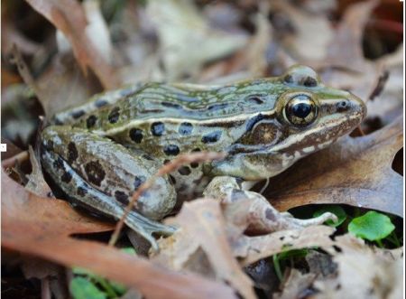 Ο άγνωστος βάτραχος της… Ελευθερίας