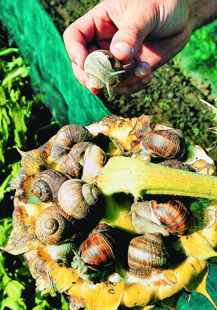 Κυνήγι ευκαιριών με εναλλακτικές καλλιέργειες και φάρμες
