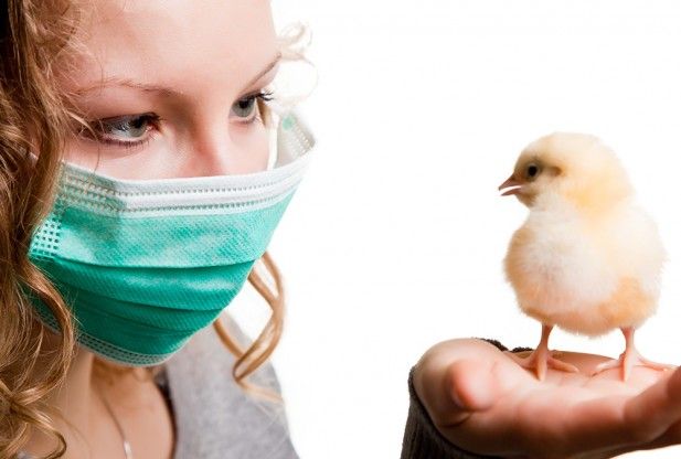 Υποψήφιο εμβόλιο για το στέλεχος Η5Ν1 της γρίπης των πτηνών