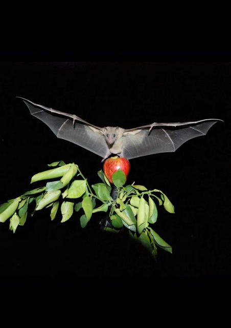 Βρέθηκε το 3D σύστημα πλοήγησης των ζώων