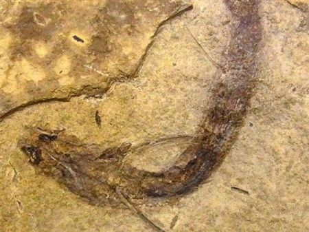 Απολιθωμένα μάτια δείχνουν τις αρχές της έγχρωμης όρασης