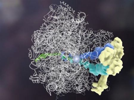 Πρωτεΐνη βρέθηκε να αψηφά δόγμα της Βιολογίας
