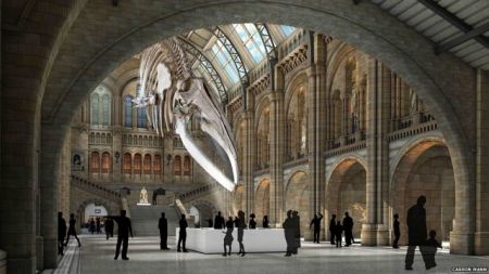 Μια γαλάζια φάλαινα διώχνει ένα διπλόδοκο