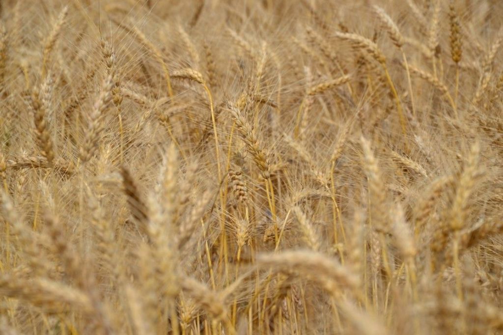 H αξία των δημητριακών