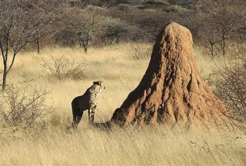 Τερμίτες, πραγματικοί αρχιτέκτονες οάσεων