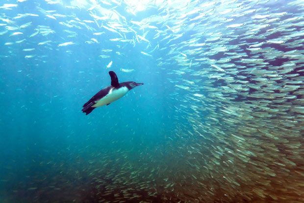 Κι όμως, οι πιγκουίνοι δεν αντιλαμβάνονται τη γεύση των ψαριών