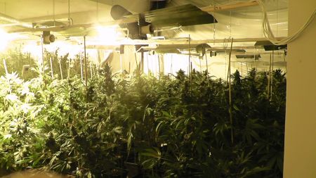 Εξάρθρωση σπείρας καλλιέργειας κάνναβης