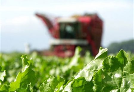 Μέχρι και 40% αύξηση στη συνδεδεμένη ενίσχυση των τεύτλων