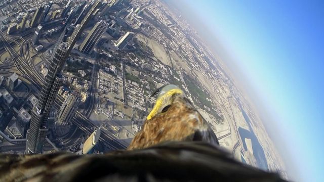 Αετός φόρεσε action cam και «βούτηξε» από το Burj Khalifa