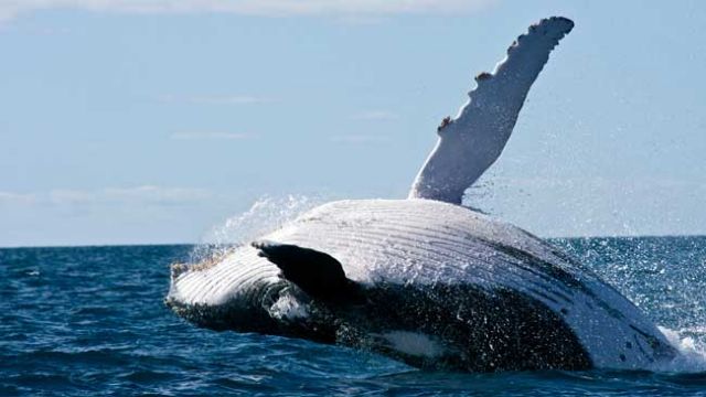 Τρία εκ. φάλαινες εξοντώσαμε τον 20ο αιώνα!