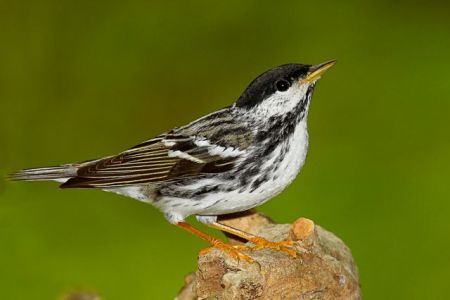 Ιπτάμενος «υπερμαραθωνοδρόμος»