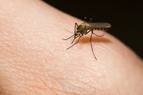 Γονιδιακή «έλξη» για τα κουνούπια | tovima.gr