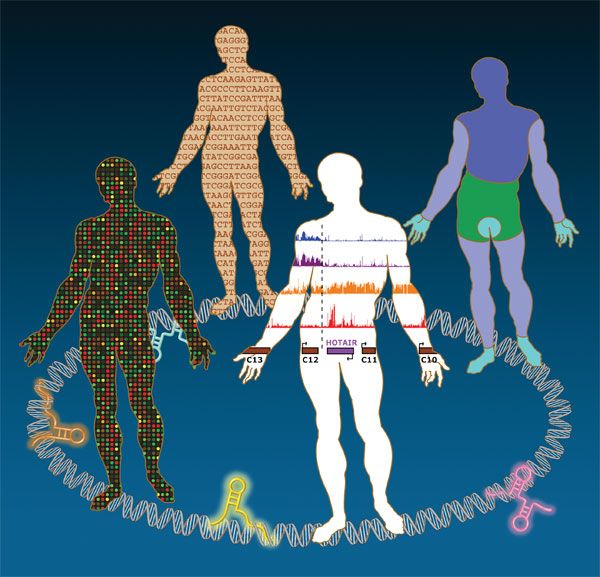 Η δράση των γονιδίων είναι εποχιακή