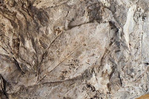 Νέο τμήμα του απολιθωμένου δάσους ανακαλύφθηκε στη Μυτιλήνη