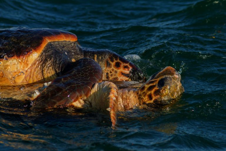Κρυμμένοι θησαυροί οι υγρότοποι της Αττικής | tovima.gr