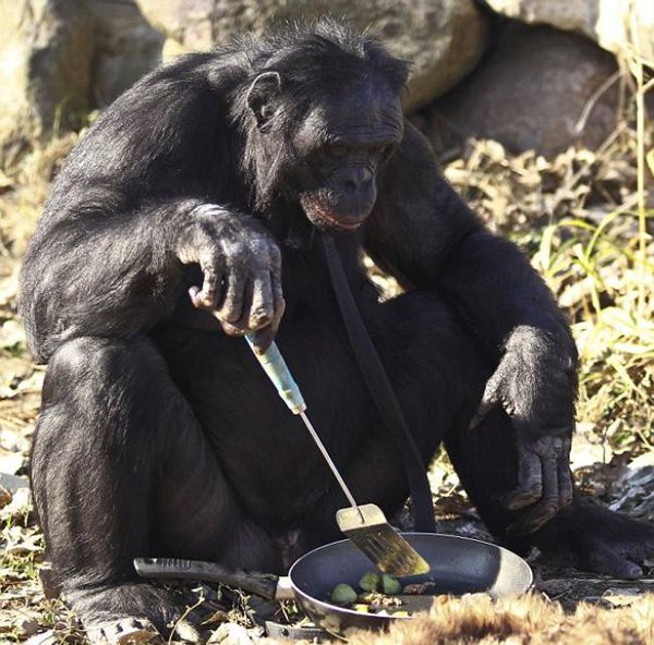 Οι χιμπατζήδες masterchef