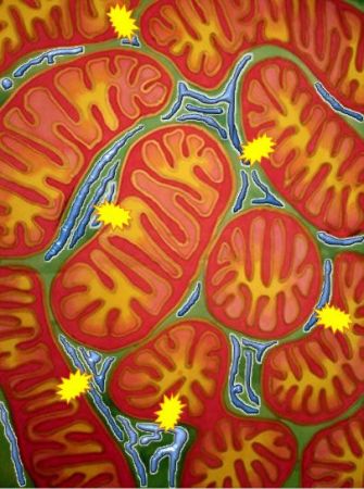 Ελπίδα θεραπείας για τα μιτοχονδριακά νοσήματα