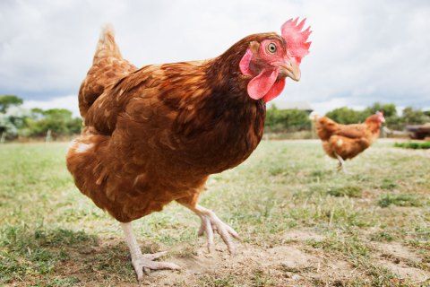 Εμβόλια σε κοτόπουλα δημιούργησαν ανθεκτικότερα ιικά στελέχη