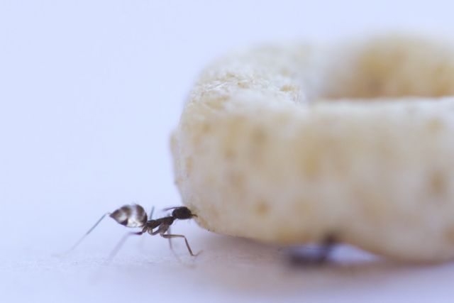 Υπεραχθοφόροι με «οδηγούς» τα μυρμήγκια