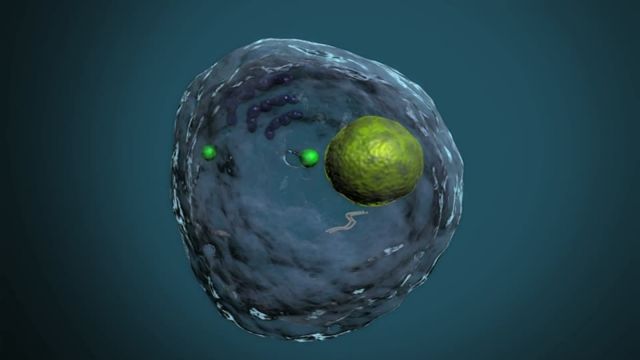 Το πρώτο τεχνητό ριβόσωμα κυττάρου | tovima.gr