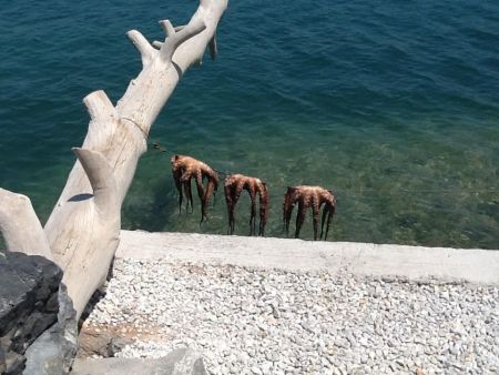 Γεύμα στο Ferryman της Ελούντας