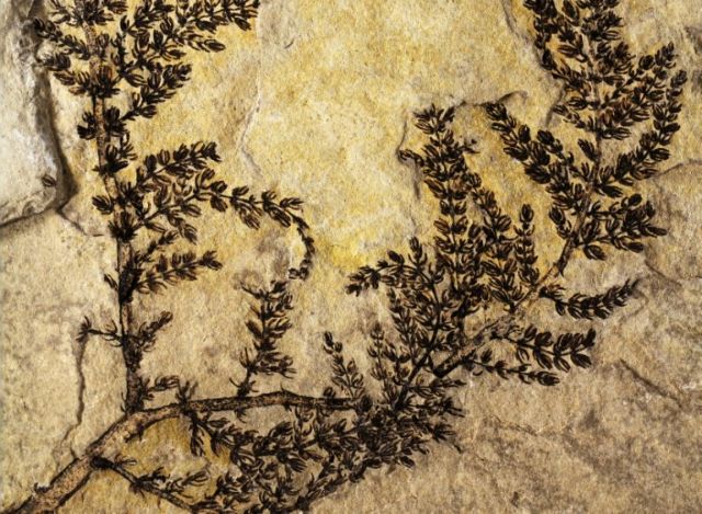 Ενα από τα πρώτα λουλούδια της Γης ήρθε στο φως