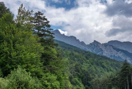 Το έργο του ForestLIFE