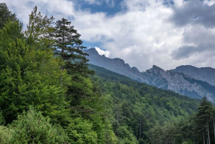 Το έργο του ForestLIFE