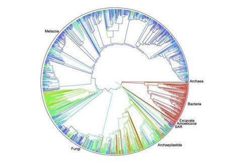 Το πληρέστερο δέντρο της ζωής