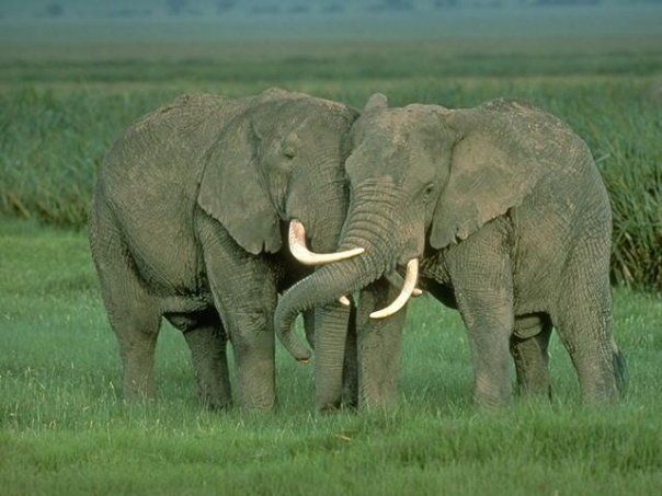 Κρύβουν οι ελέφαντες θεραπείες για τον καρκίνο;
