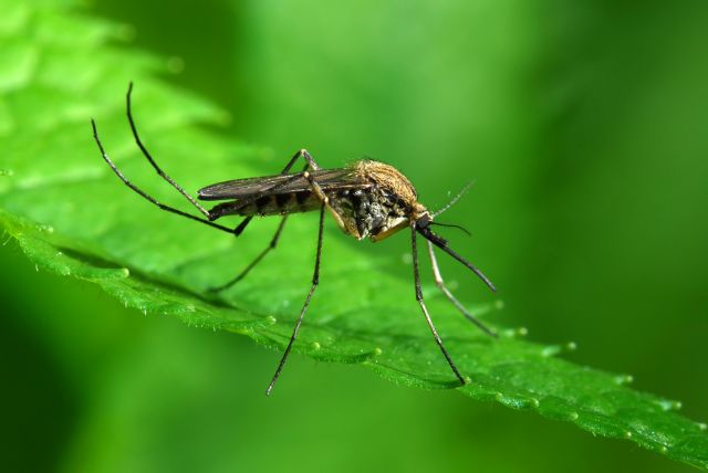 Νέο ανθεκτικό παράσιτο ελονοσίας