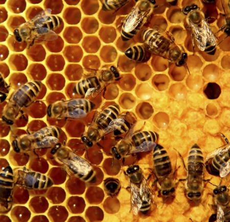 Η μελισσοκομία έχει πολύ βαθιές ρίζες