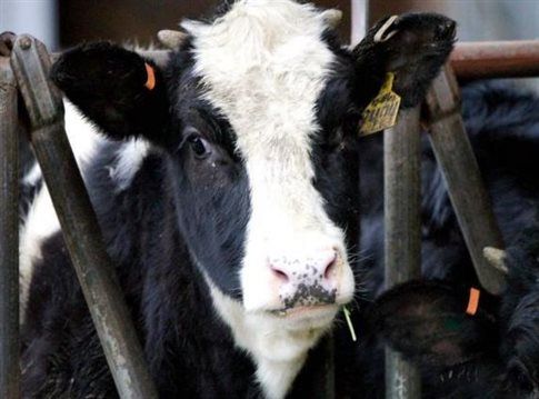 Κρούσμα οζώδους δερματίτιδας σε βουστάσιο στα Άνω Βρασνά