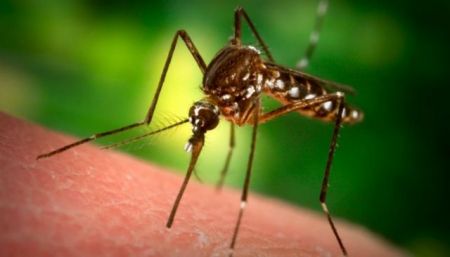 Εφτιαξαν κουνούπια με ανοσία στην ελονοσία!