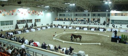 Μεγάλο ενδιαφέρον για τη δημοπρασία καθαρόαιμων στο Μαρκόπουλο