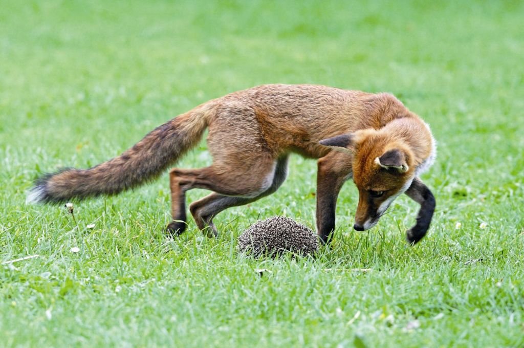 Μη σκέφτεσαι σαν σκαντζόχοιρος – Σκέψου σαν αλεπού